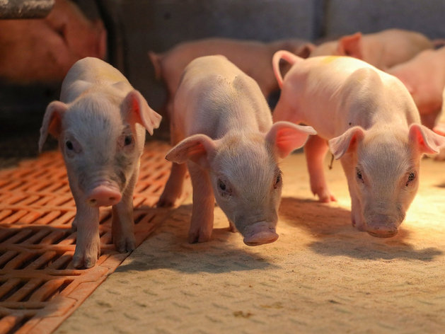 Тюменский агрохолдинг закупил терминальных хряков, чтобы снизить себестоимость свинины