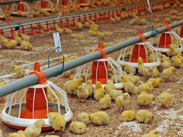 Тюменская птицефабрика будет экспортировать курятину в страны СНГ и Китай