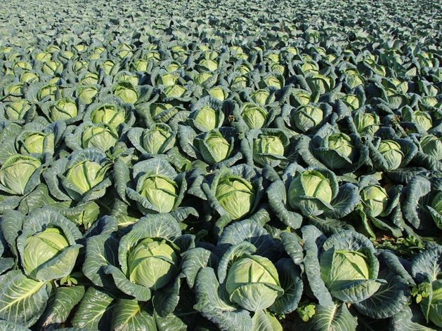 Тюменские власти ищут инвестора для запуска производства овощных соков