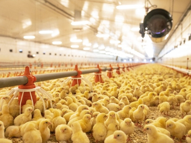 Тюменская птицефабрика расширяет производство курятины для KFC