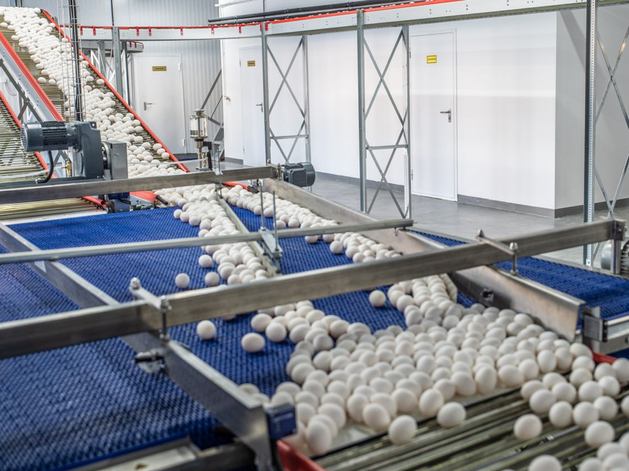 ФАС проверила тюменские птицефабрики из-за подорожания куриных яиц