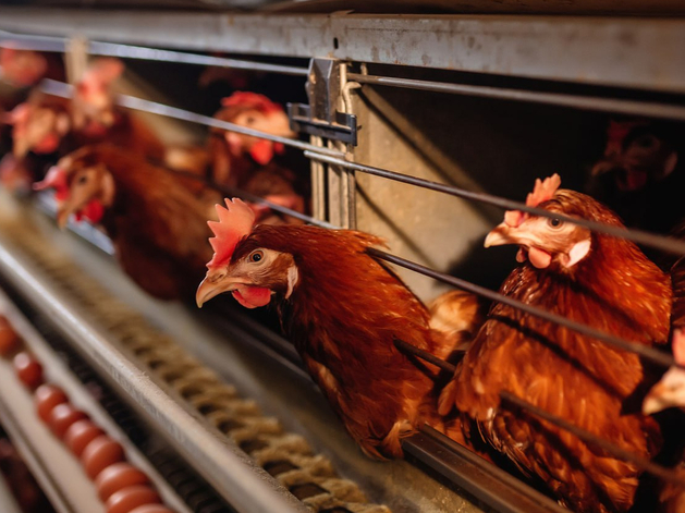 Тюменским предприятиям запретили экспортировать курятину и яйца в Гонконг