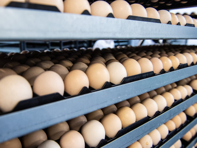 Тюменские торговые сети ограничили продажу дешевых яиц — «для борьбы с перекупщиками»