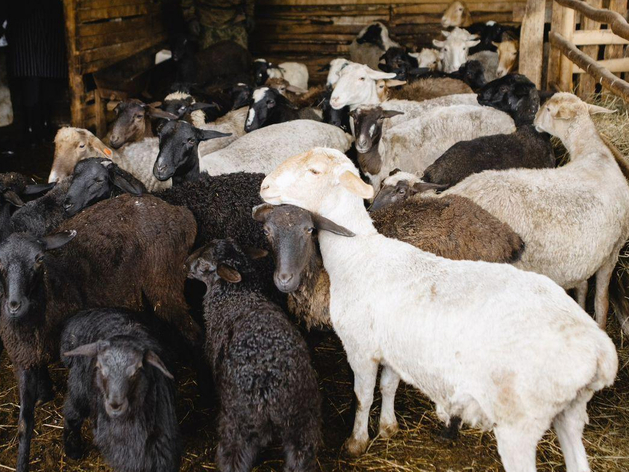 Крупное тюменское агропредприятие закупило тысячу овец мясной породы
