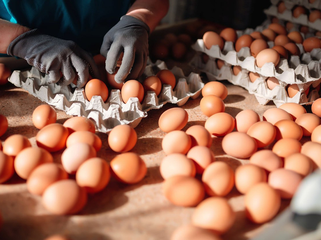 В Тюменской области на пять рублей подешевели куриные яйца