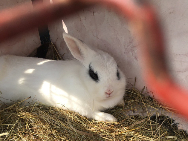 В Тюменской области закрылись все кролиководческие фермы