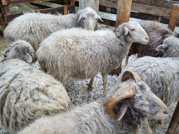 Племенной репродуктор овец начнут строить в Тюменской области в этом году