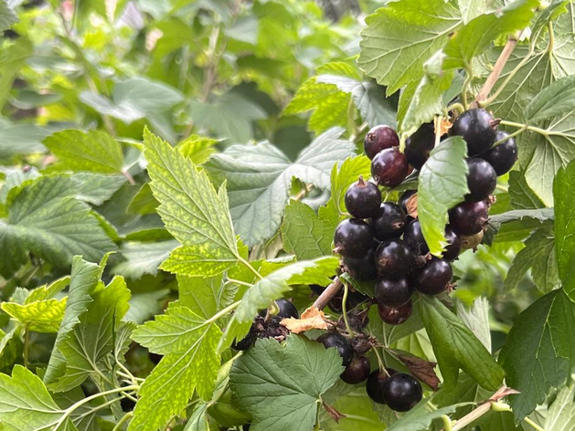 Владельцы тюменских ягодных садов в этом году рассчитывают на хороший урожай