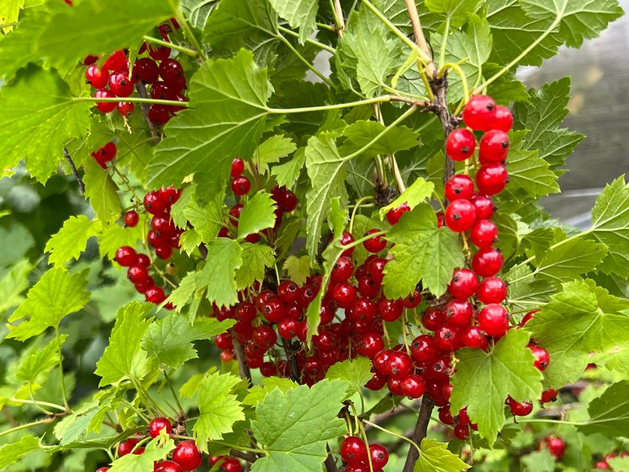 Из-за майских заморозков может пострадать урожай ягод в Тюменской области