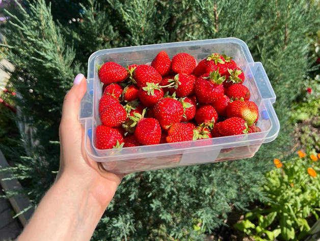 Тепличный комбинат по выращиванию клубники выставили на продажу в Тюмени