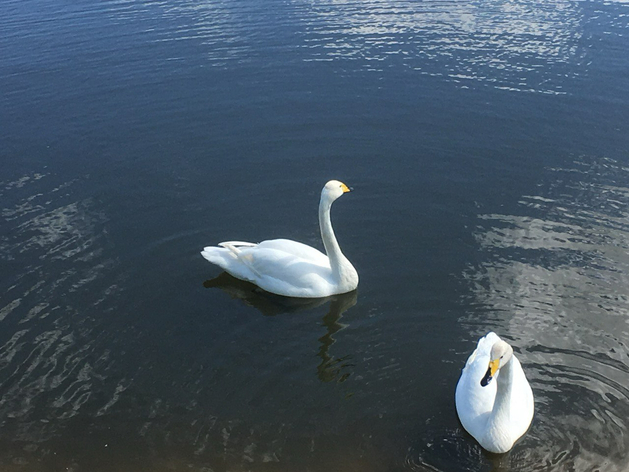 В Тюмени может появиться орнитологический экопарк «Лебяжий остров»
