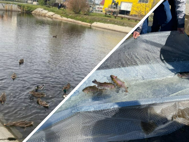 Заводской водоем в Тюмени заселили радужной форелью для питания рабочих