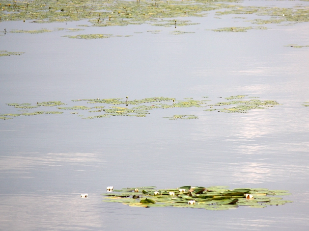 В трех водоемах Тюмени официально разрешили купаться В трех водоемах Тюмени официально разрешили купаться