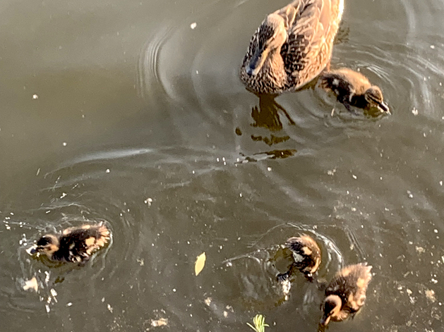 Первый бесплатный городской пляж в Тюмени откроют 21 июня