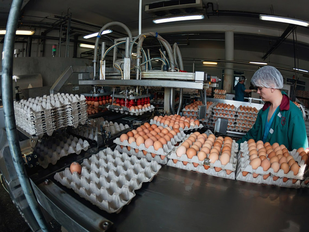 Тюменскую птицефабрику «Боровская» планируют продать в третьем квартале