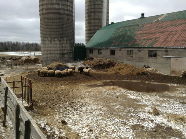 Тюменская область смогла подтвердить статус благополучной по ящуру
