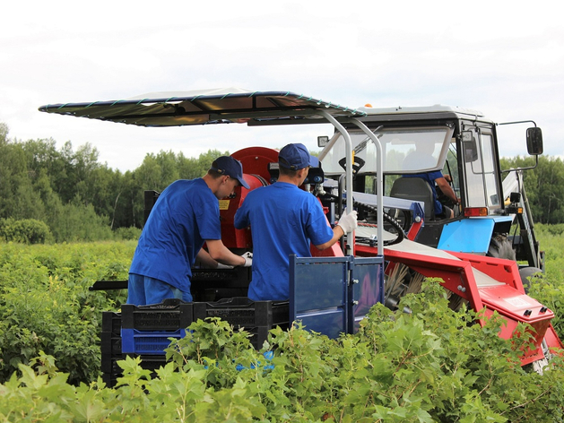 Владелец плантаций в Тюменской области собрал первый промышленный урожай смородины