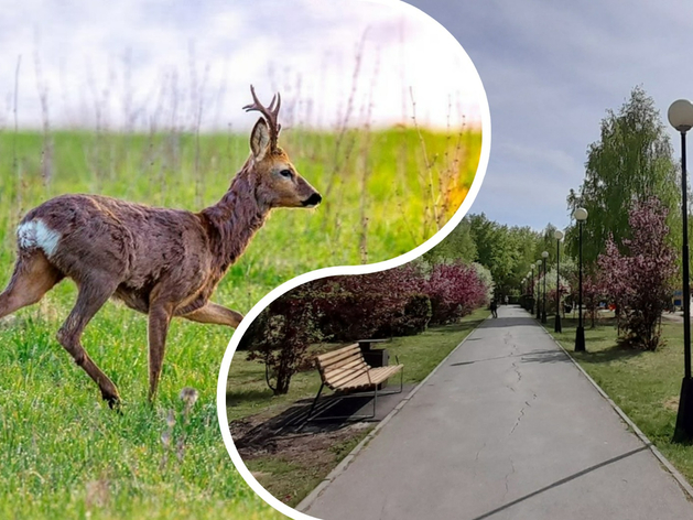 Госохотдепартамент готовит операцию по поимке косули в тюменском микрорайоне