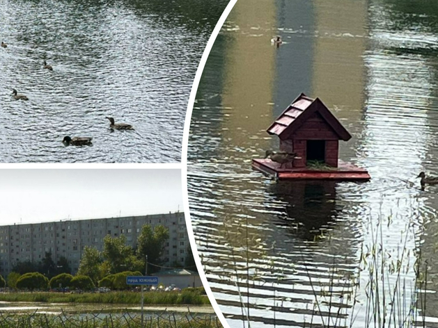 Госохотдепартамент предъявил претензии из-за гибели уток в тюменском пруду