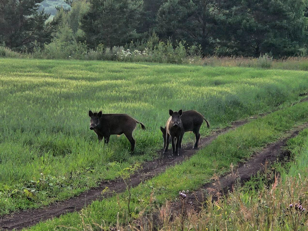 Тюменские фермеры сократили площади посевов из-за нашествия кабанов Тюменские фермеры сократили площади посевов из-за нашествия кабанов
