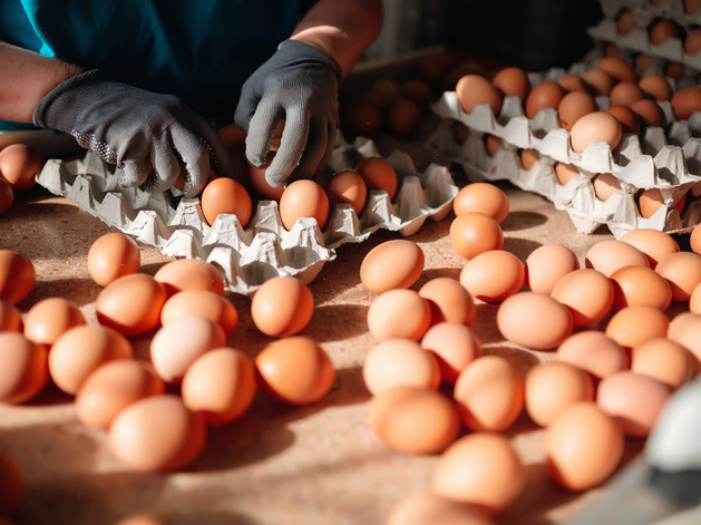 Торги по продаже главной тюменской птицефабрики пройдут в начале октября