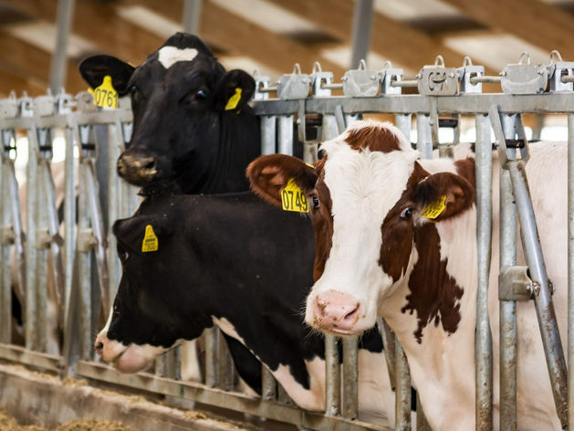 «Тюменские молочные фермы» запасутся кормами на два года вперед «Тюменские молочные фермы» запасутся кормами на два года вперед