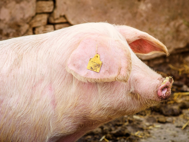 В Тюменской области произошла вспышка опасного заболевания свиней В Тюменской области произошла вспышка опасного заболевания свиней
