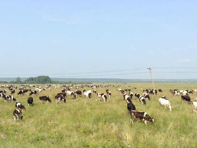 Производство молока в Тюменской области снизилось почти на пять процентов