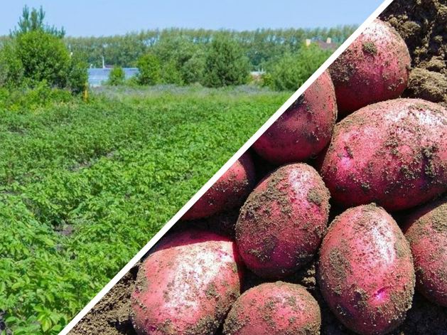 Тюменский агрохолдинг заморозил проект производства чипсов и картофеля фри