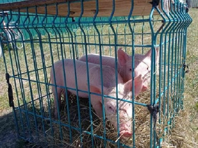 Тюменские власти компенсируют владельцам изъятых из-за инфекции свиней