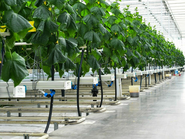 Тепличному комплексу под Тюменью нужно 6 млрд для перехода на светодиоды Тепличному комплексу под Тюменью нужно 6 млрд для перехода на светодиоды