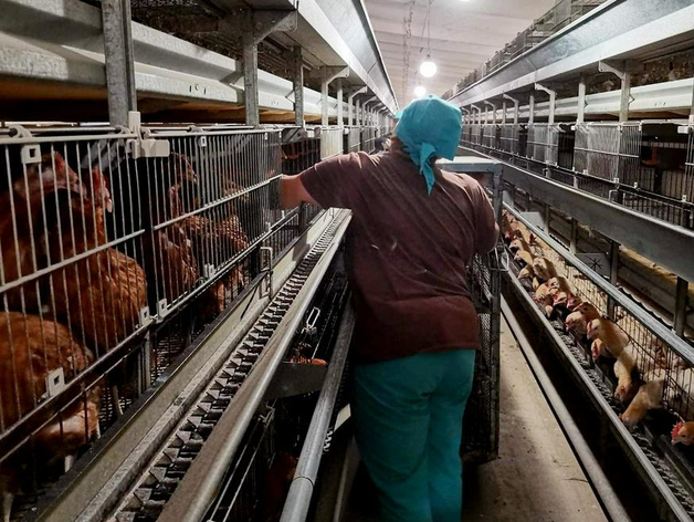 Тюменское правительство приостановило приватизацию Боровской птицефабрики