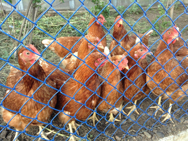 В Тюменской области сообщают о новой вспышке птичьего гриппа