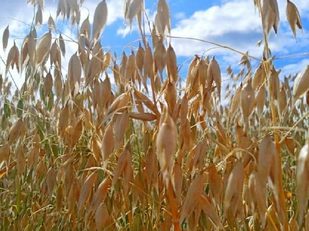 В Тюменской области в 2026 году откроется завод по производству геркулеса В Тюменской области в 2026 году откроется завод по производству геркулеса