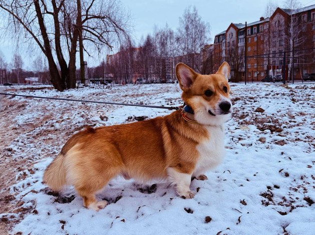 В Тобольске откроется первый в стране специализированный собачий парк В Тобольске откроется первый в стране специализированный собачий парк