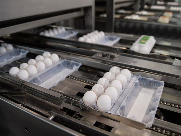 Пышминская птицефабрика при господдержке планирует быстро восстановиться