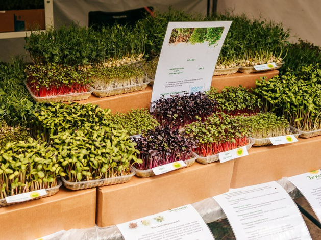 Тюменские предприниматели будут выпускать наборы микрозелени для детей Тюменские предприниматели будут выпускать наборы микрозелени для детей