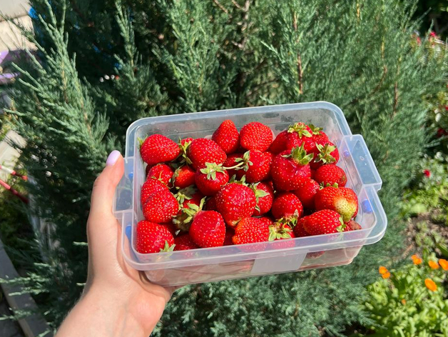 Тюменский аграрный бизнес начал вкладываться в ягодные плантации Тюменский аграрный бизнес начал вкладываться в ягодные плантации