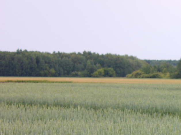 В Тюменской области увеличивают площади посева сои В Тюменской области увеличивают площади посева сои