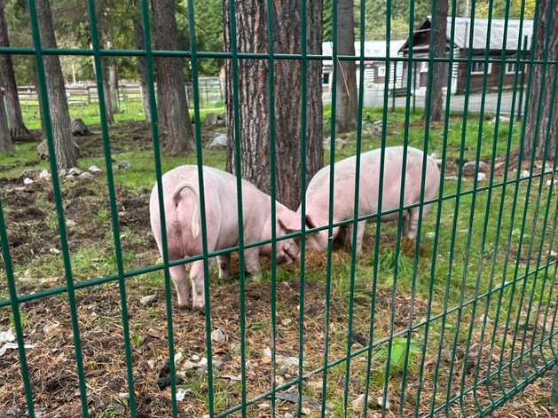 В тюменских районах проводят закупки в рамках ЧС из-за заболевания свиней В тюменских районах проводят закупки в рамках ЧС из-за заболевания свиней