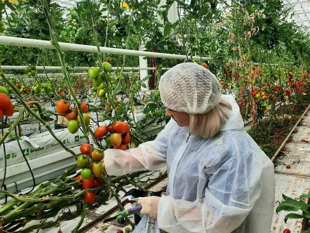 Тепличный комбинат под Тюменью вложил 2 млрд рублей в светодиодные лампы Тепличный комбинат под Тюменью вложил 2 млрд рублей в светодиодные лампы